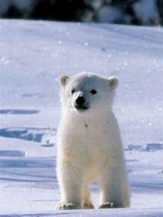 Polar Blanket